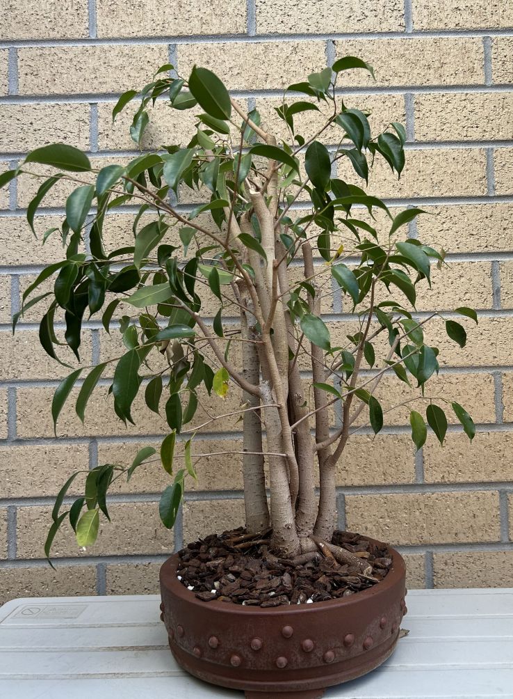 Weeping Fig: May 2025 update