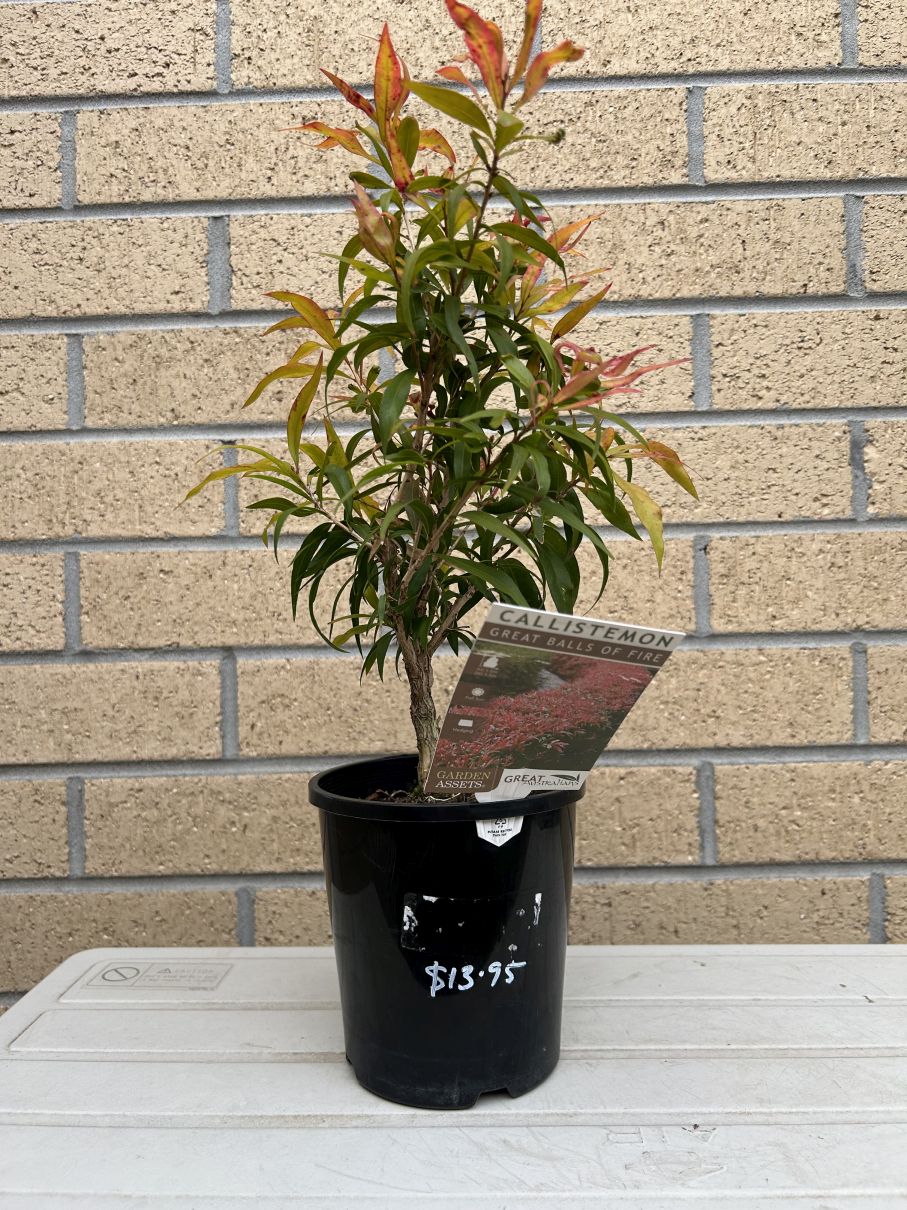 Willow Bottlebrush: June 2024 acquisition – Bonsai facere est