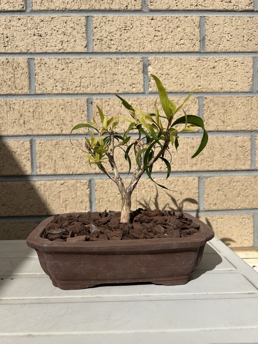 Willow Bottlebrush: November 2024 creation